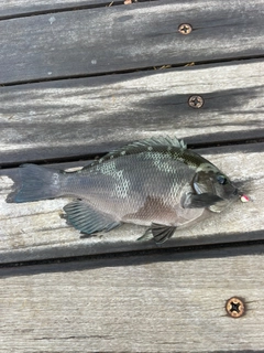 メジナの釣果