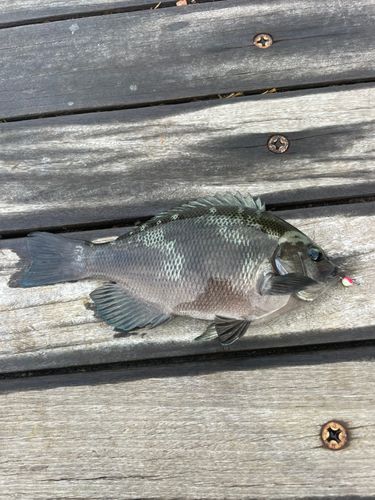 メジナの釣果