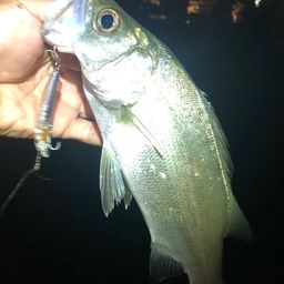 セイゴ（ヒラスズキ）