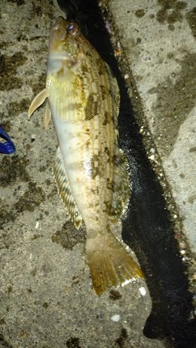 ハゴトコの釣果