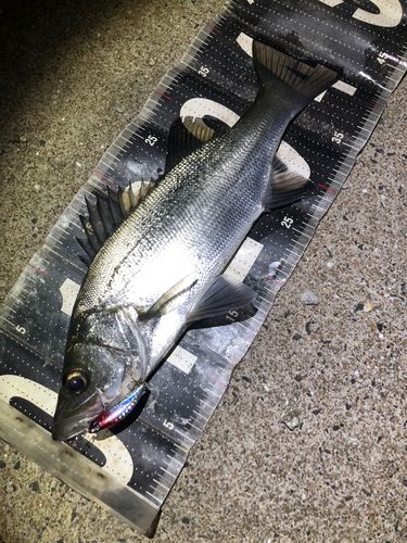 セイゴ（ヒラスズキ）の釣果