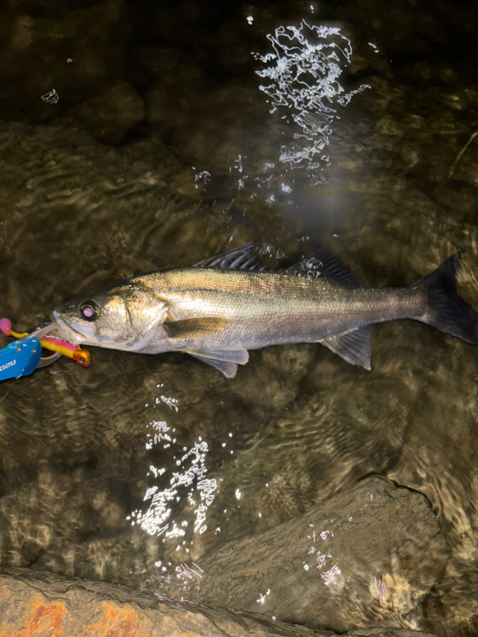 SHIMANO 23ディアルーナ S90MLの最安値・インプレ・釣果 | 本音