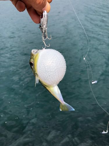 シロサバフグの釣果