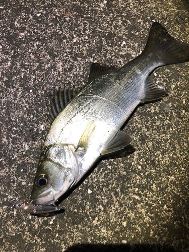 セイゴ（ヒラスズキ）の釣果