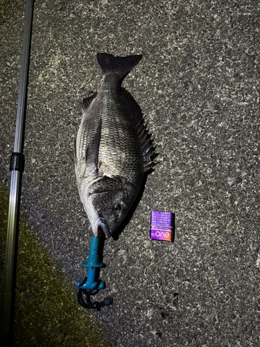 チヌの釣果