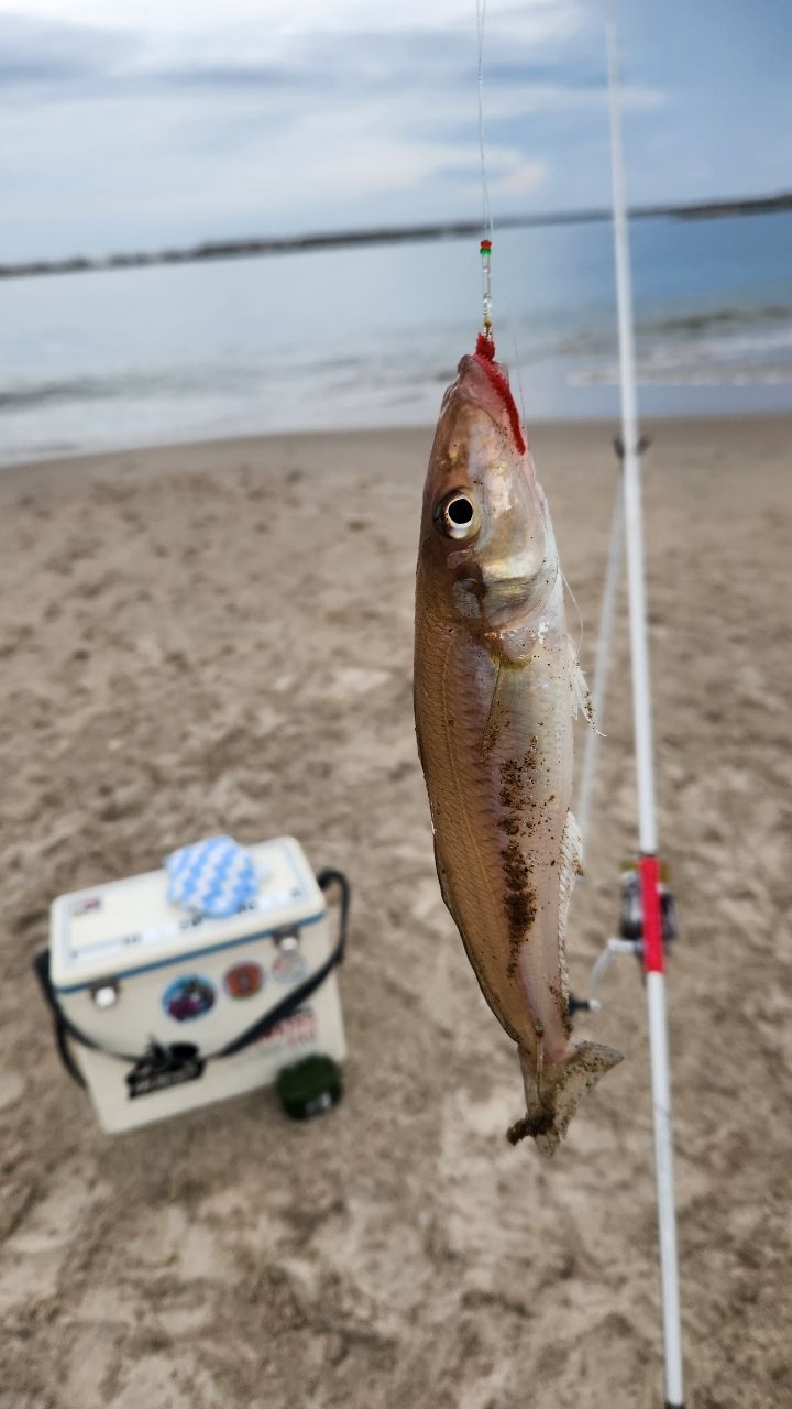 DAIWA 21プライムキャスター 27号-425・Nの最安値・インプレ・釣果