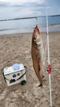 シロギスの釣果