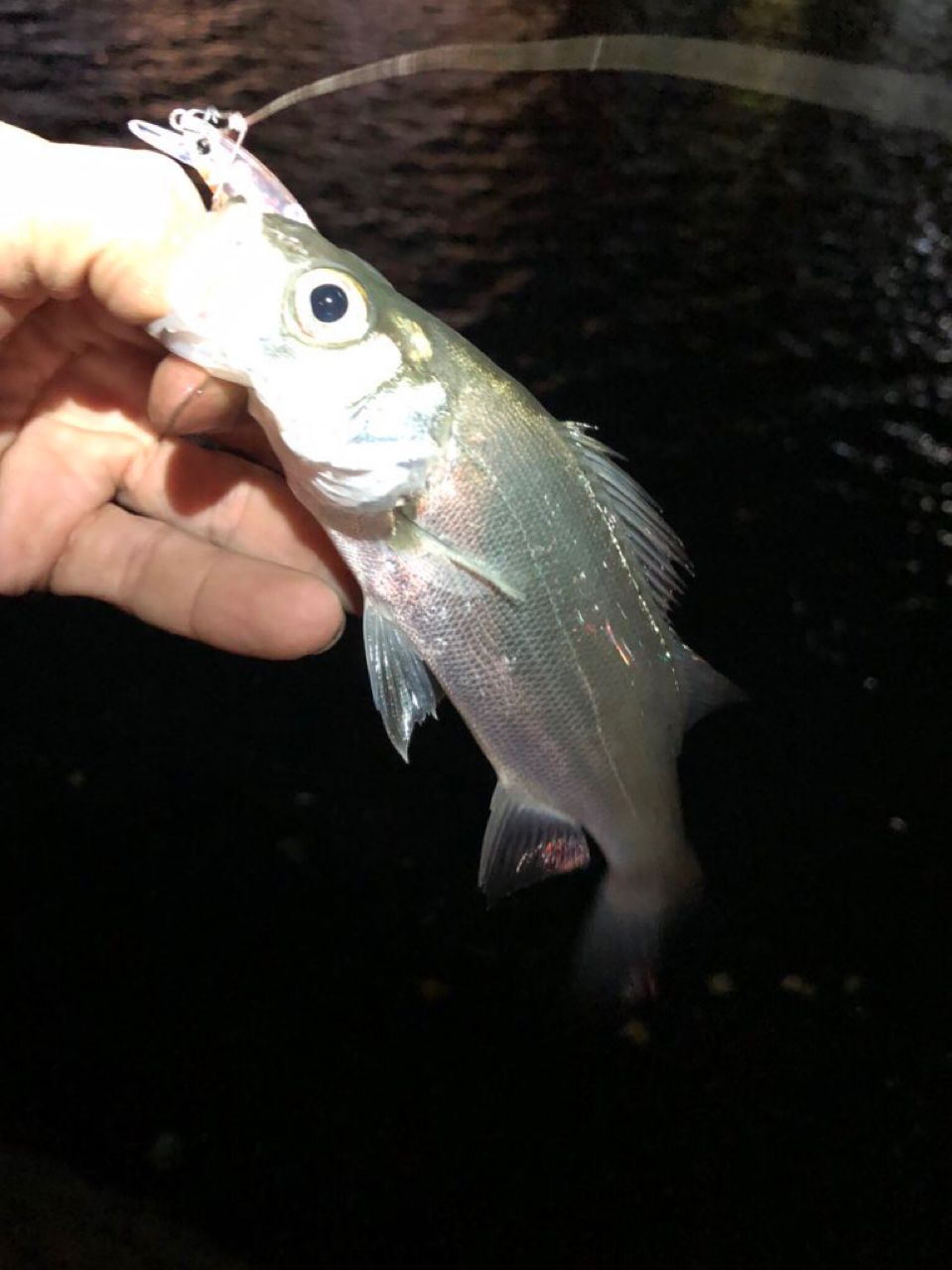 セイゴ(ヒラスズキ)