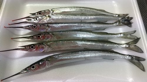 サヨリの釣果
