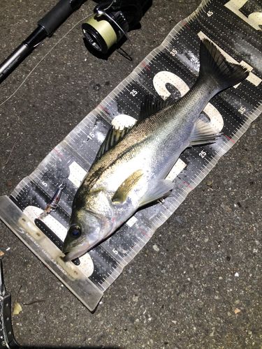 セイゴ（マルスズキ）の釣果