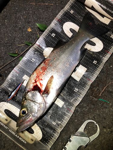セイゴ（ヒラスズキ）の釣果
