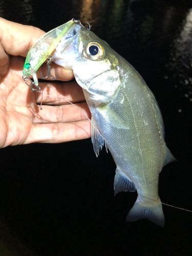 セイゴ（ヒラスズキ）の釣果