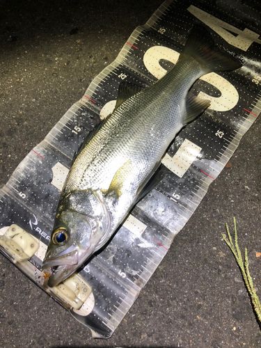 セイゴ（ヒラスズキ）の釣果