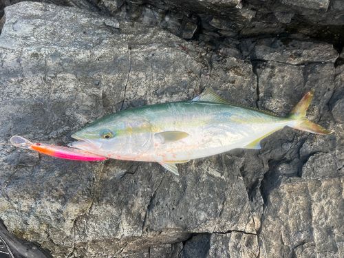イナダの釣果
