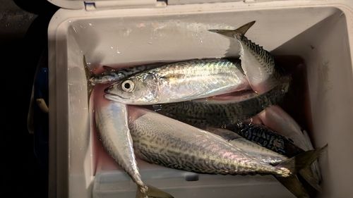 サバの釣果