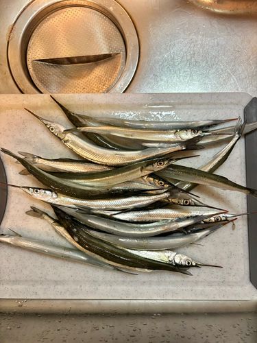 サヨリの釣果