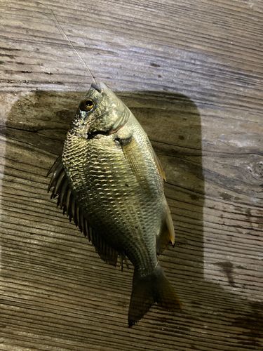 キビレの釣果
