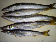 カマスの釣果