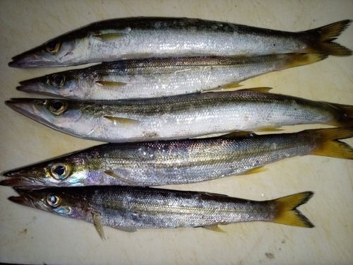 カマスの釣果