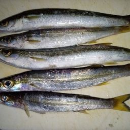 カマス