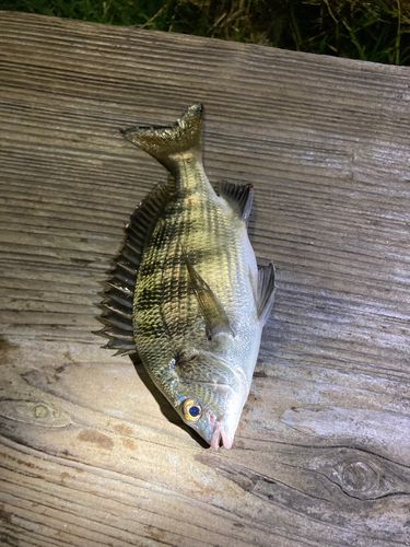 砂町運河