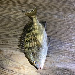 クロダイ