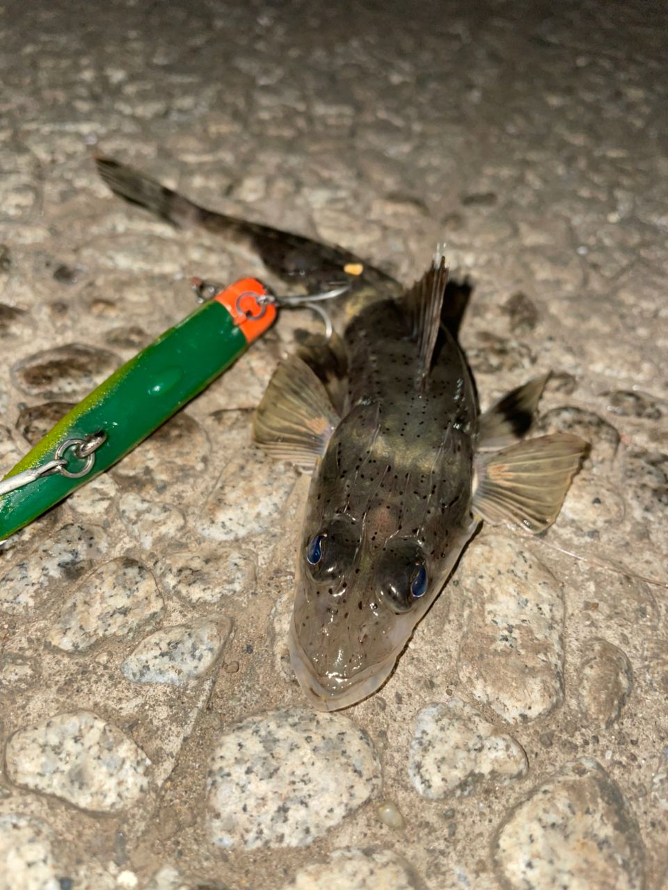 イネゴチ