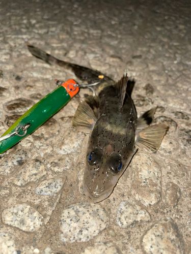 イネゴチの釣果