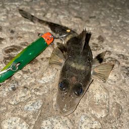 イネゴチ