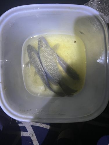 マブナの釣果