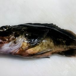 カサゴ