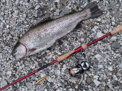 ニジマスの釣果