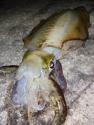 アオリイカの釣果