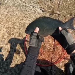 オナガグレ