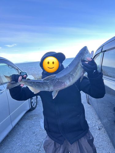 サケの釣果