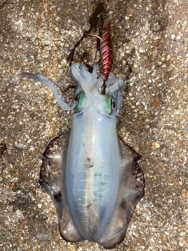 アオリイカの釣果