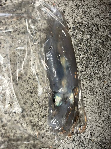 広島湾