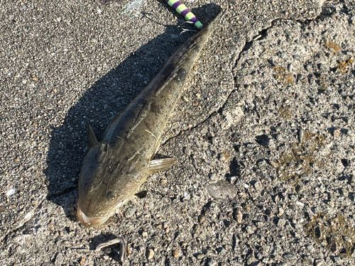 マゴチの釣果