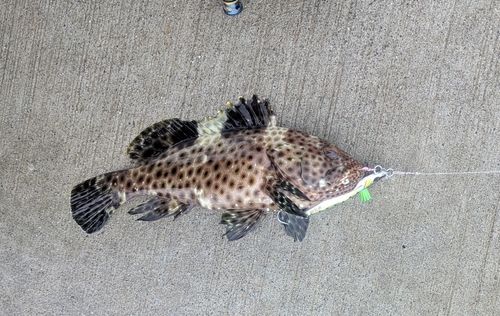 オオモンハタの釣果