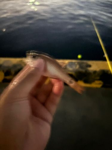 クロホシイシモチの釣果