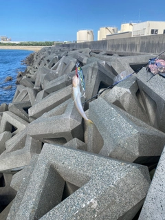 エソの釣果