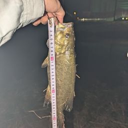 スモールマウスバス