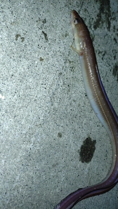 アナゴの釣果