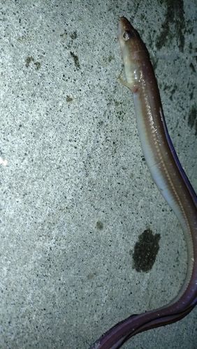 アナゴの釣果
