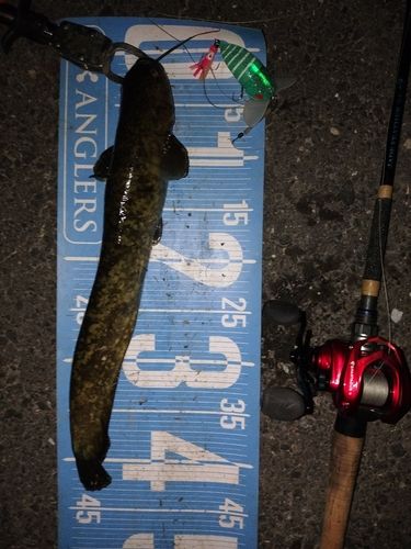 マナマズの釣果
