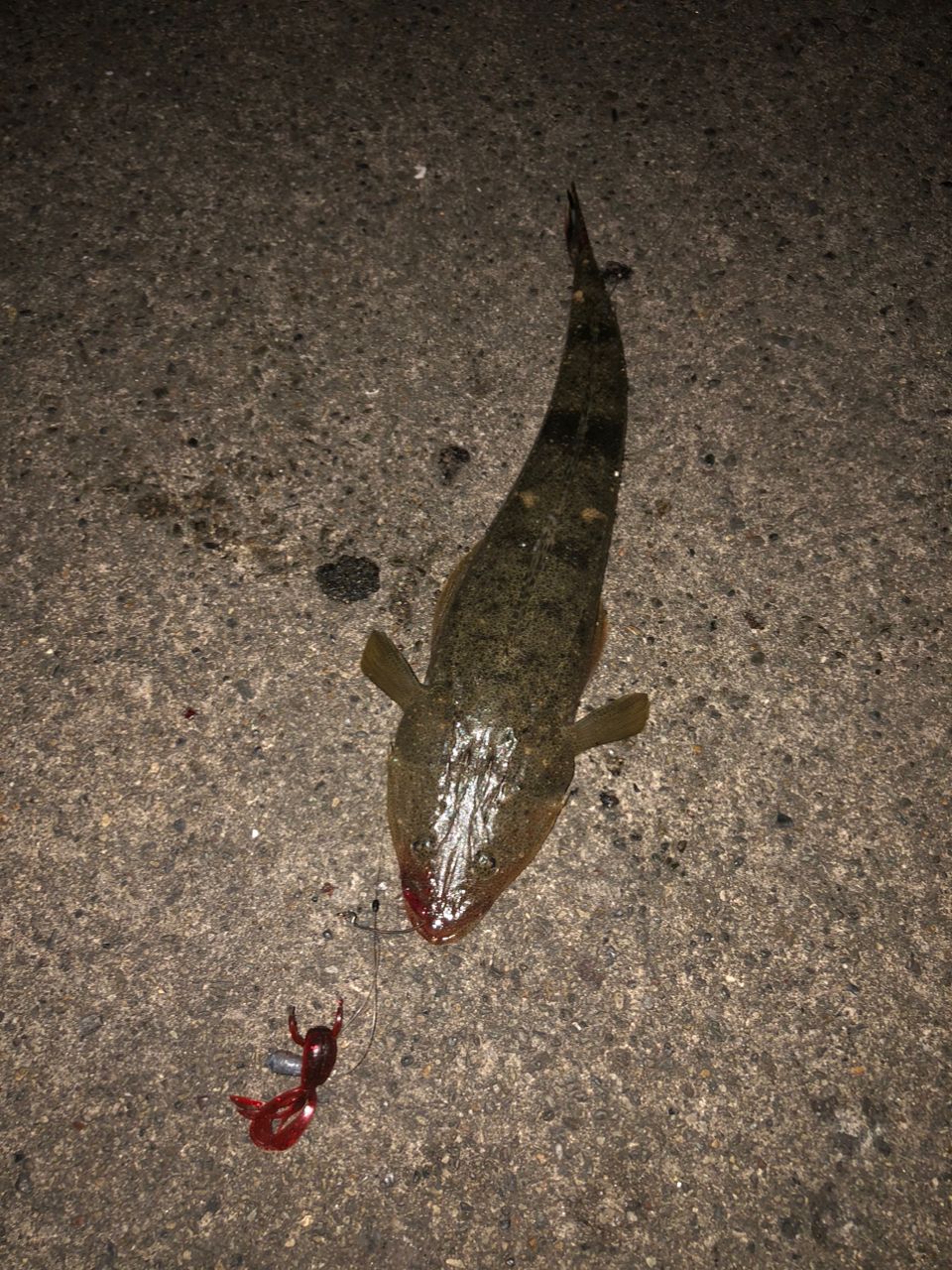 マゴチ