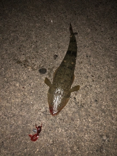 マゴチの釣果