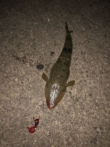 マゴチの釣果