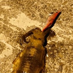 アオリイカ