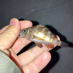 メバル